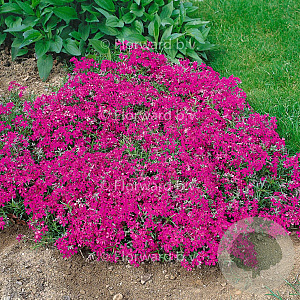 Phlox (S) 'Temiskaming' GM P9