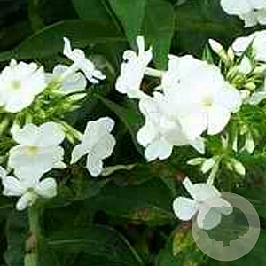 Phlox (P) 'White Admiral' GM P9
