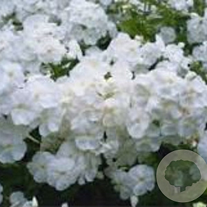 Phlox (P) 'White Admiral' GM P9