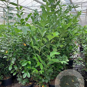 Prunus I. 'Rotundifolia' 175-200 cm 25L