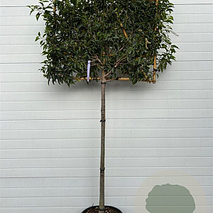 Prunus lusitanica 'Brenelia' halfstam container