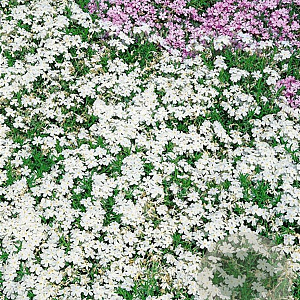 Phlox (S) 'White Delight' GM P9