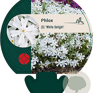 Phlox (S) 'White Delight' GM P9