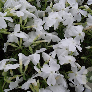 Phlox (S) 'White Delight' GM P9