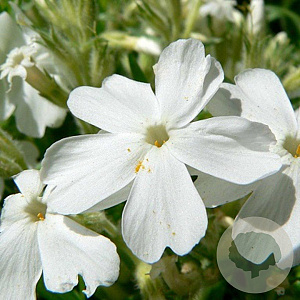 Phlox (S) 'White Delight' GM P9