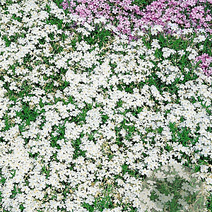 Phlox (S) 'White Delight' GM P9