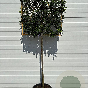 Prunus lusitanica 'Brenelia' 35L lei 80x80