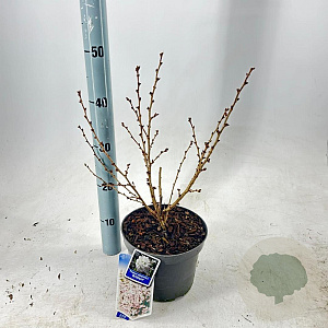 Prunus nipponica 'Brillant' 30-40 cm 3,0L