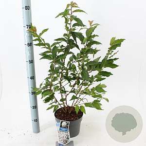 Prunus nipponica 'Brillant' 30-40 cm 3,0L