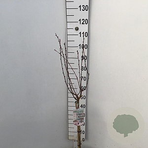 Prunus nipponica 'Ruby' 60 cm stam 7,5L