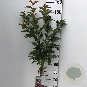 Prunus nipponica 'Ruby' 90 cm stam 7,5L