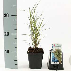 Phragmites australis GM P9