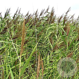 Phragmites australis GM P9