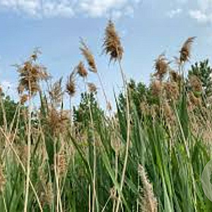 Phragmites australis GM P9