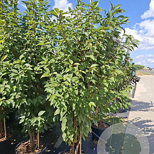 Prunus 'Pandora' 250-300 cm 50L meerstammig