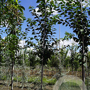 Prunus schmittii 8-10 HO draadkluit