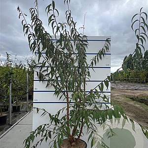 Prunus serrula 200-250 cm 35L