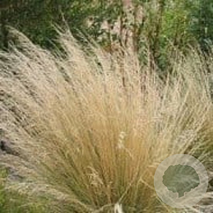 Poa labillardierei GM P9