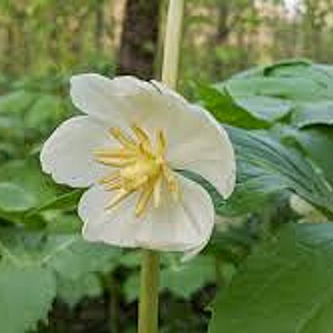 Podophyllum peltatum GM P9