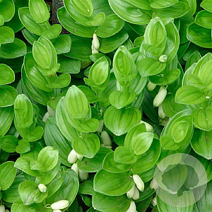 Polygonatum humile GM P9