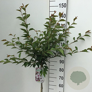 Prunus 'The Bride' 90 cm stam 7,5L