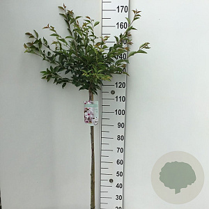 Prunus 'The Bride' 120 cm stam 7,5L