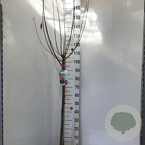 Prunus triloba 90 cm stam 7,5L
