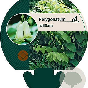 Polygonatum multiflorum GM P9