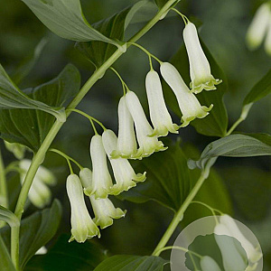Polygonatum multiflorum GM P9