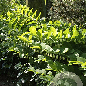 Polygonatum multiflorum GM P9