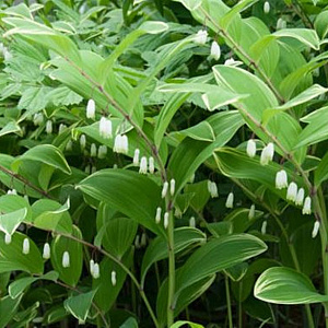 Polygonatum odoratum GM P9