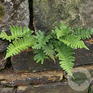 Polypodium vulgare GM P9