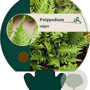 Polypodium vulgare GM P9