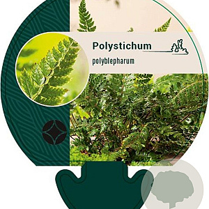 Polystichum polyblepharum GM P9