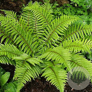 Polystichum polyblepharum GM P9
