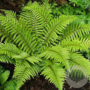 Polystichum polyblepharum GM P9