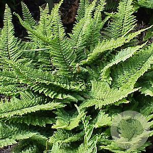 Polystichum setiferum GM P9