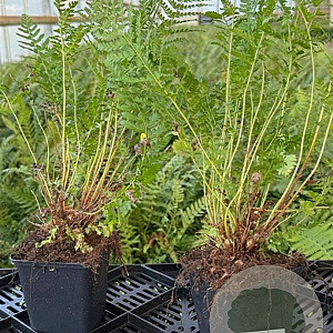 Polystichum setiferum GM P9