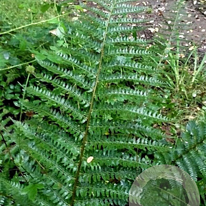 Polystichum setiferum GM P9