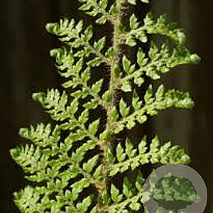 Polystichum setiferum foliosum superblum GM P9