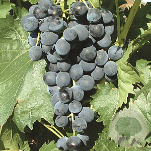 Vitis 'Muscat Bleu' 150-175 cm vierkant rond 5,5L