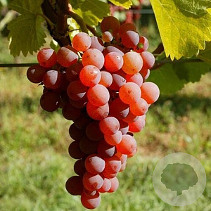 Vitis 'Siegerrebe' 150-175 cm vierkant rond 5,5L