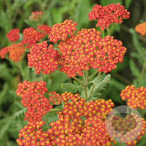 Achillea 'Safran' GM P9