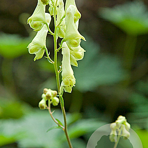 Aconitum vulparia GM P9