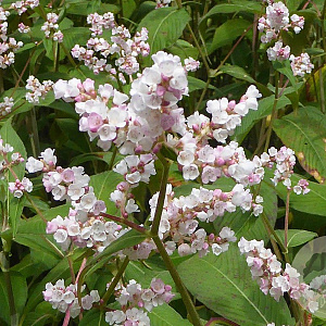 Aconogonon campanulatum 'CBCH292' GM P9