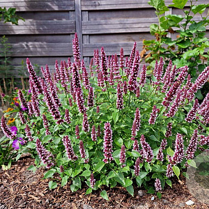 Agastache Beelicious Pink GM P9