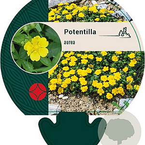 Potentilla aurea GM P9