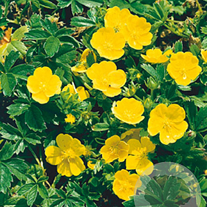 Potentilla aurea GM P9