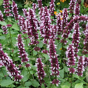 Agastache 'Duet' GM P9