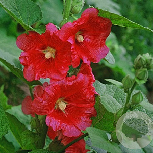 Alcea r. 'Charters Rot' GM P9
